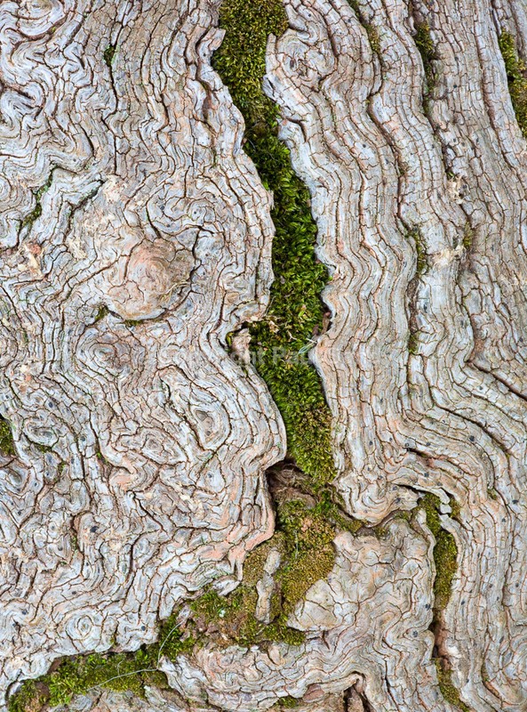 Bark valley, near Thorverton - Seeing the Wood AND the Trees