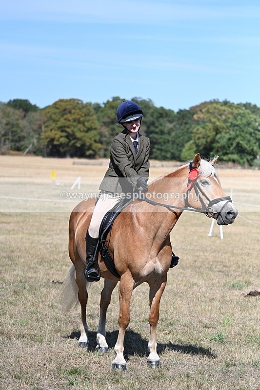 WJ7_1319 - Class 41 Prettiest Mare
