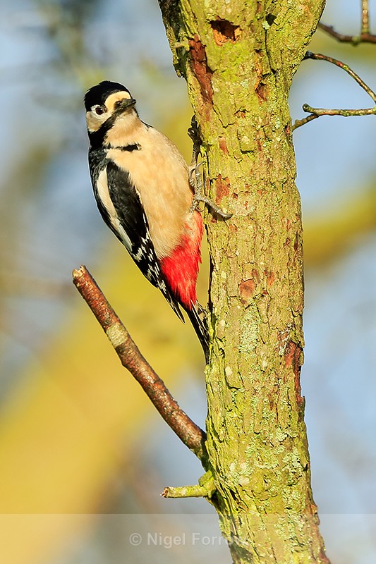 Great Spotted Woodpecker on tree, Worcestershire - Great Spotted Woodpecker
