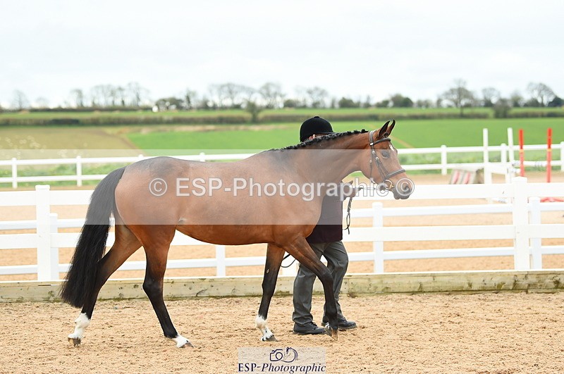 230416A-140010-04713 - Cls 46+43 In Hand Warmbloods and Foreign