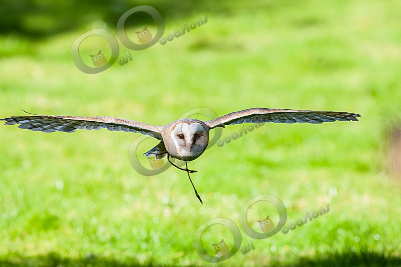Caramel the European Barn Owl - Our Birds