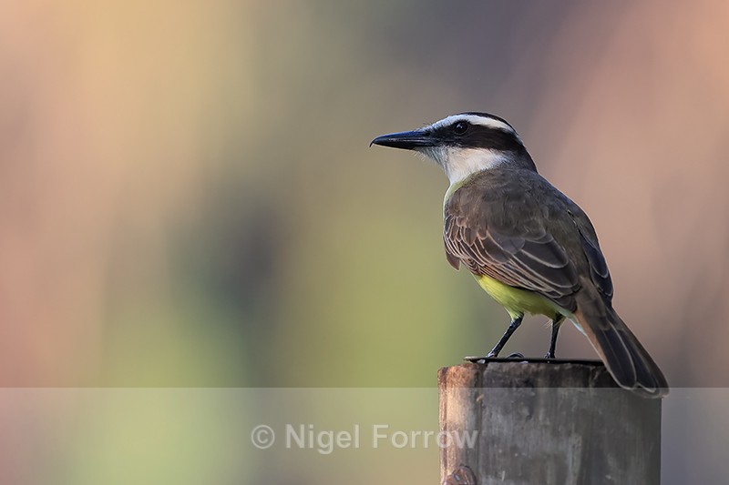 Great Kiskadee perched on post, Porto Jofre, Brazil - Great Kiskadee