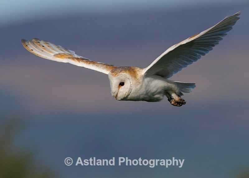 Barn Owl - Latest Images