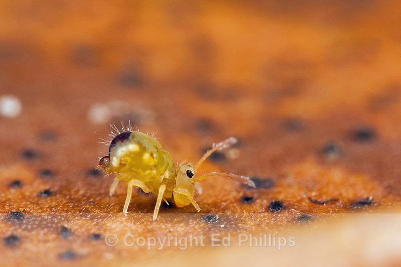 Dicyrtomina minuta - Dicyrtomina minuta