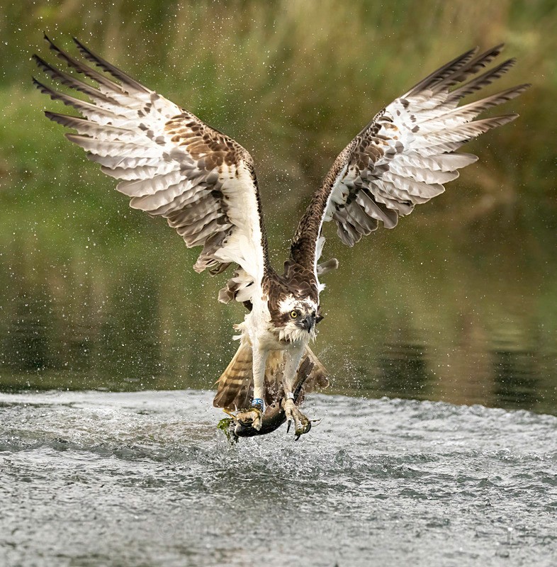 RUTLAND WATER OSPREY.3 - OSPREYS 2022