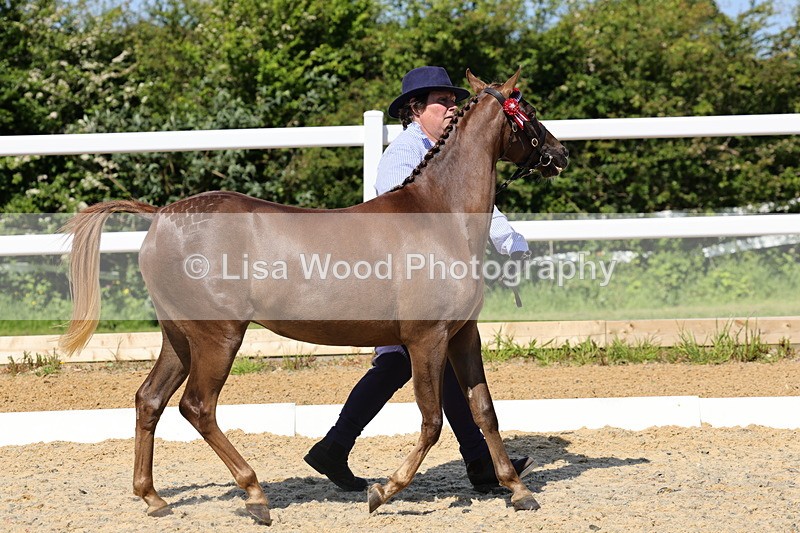 1X9A1123 - Class 9: Open Part Bred