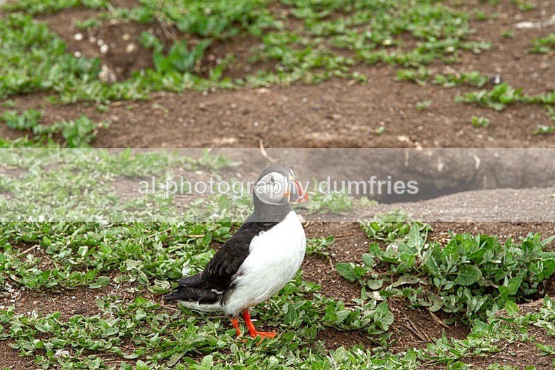 _CNP0957 - Farne Isles