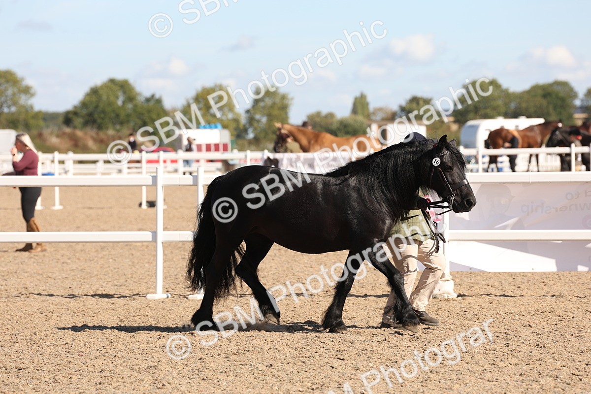 SBM_12977 - Class 206 - IH Non Show Type Pony