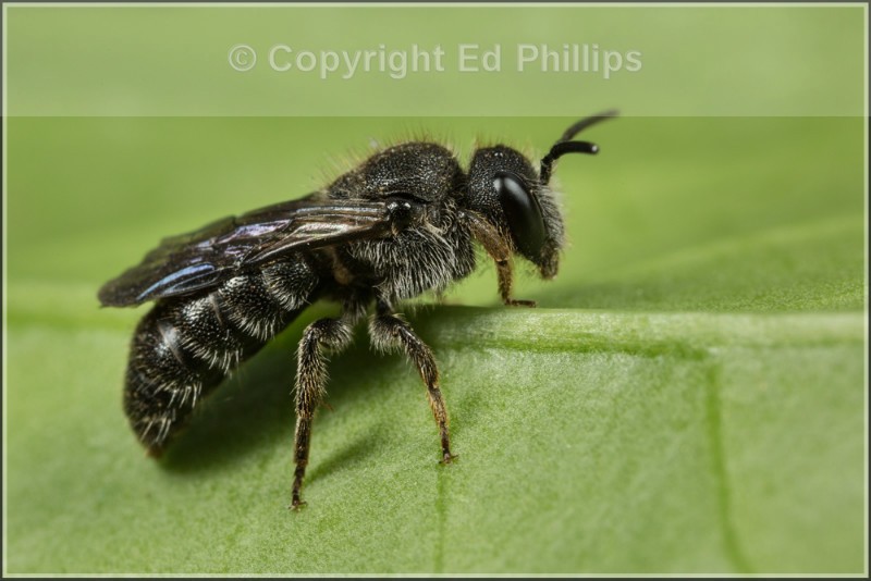 Stelis phaeoptera (m)