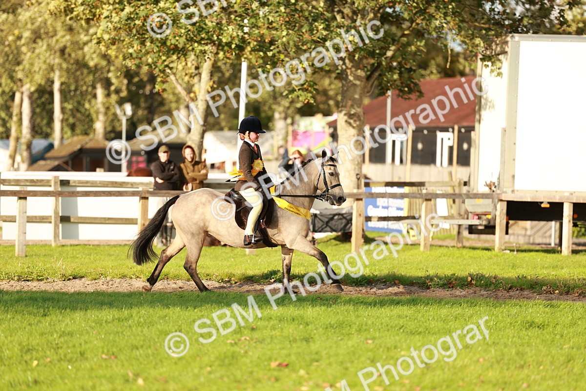 SBM_29277 - Novice & newcomer Supreme Championship