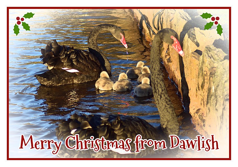 One left XM035 - Black Swan family at Dawlish - Xmas Cards Dawlish