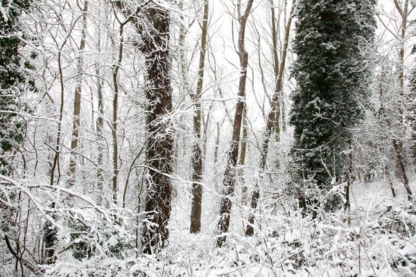 Winterwoods _S141 - Somerset landscape Photography