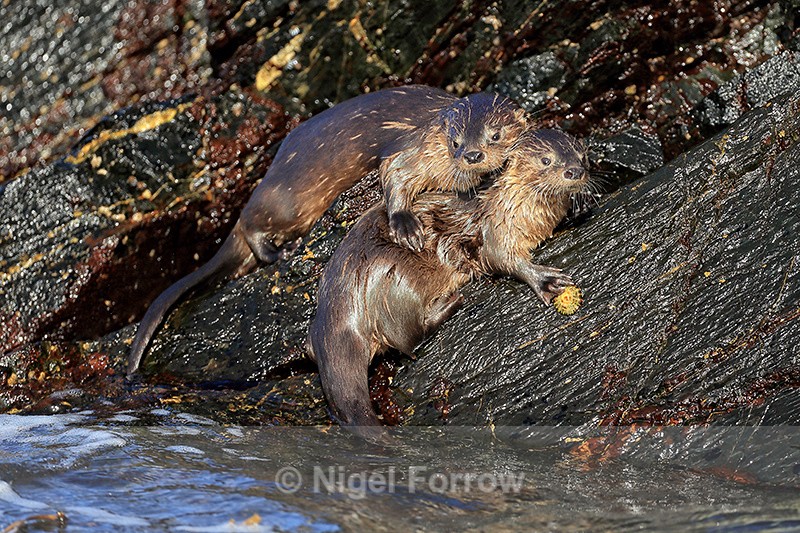 Marine Otters, Chanaral Island, Chile - Otter