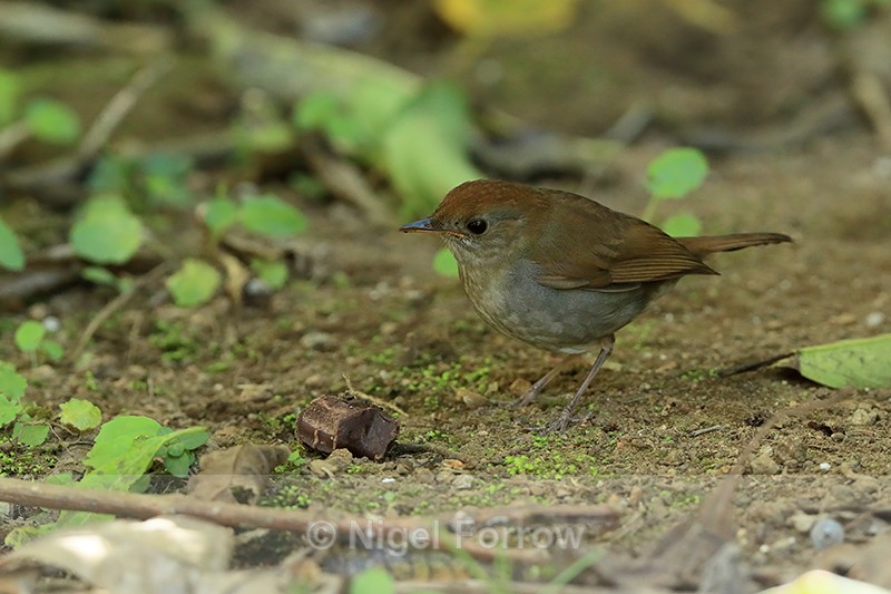 Ruddy-capped Nightingale-Thrush, Costa Rica - Ruddy-capped Nightingale-Thrush