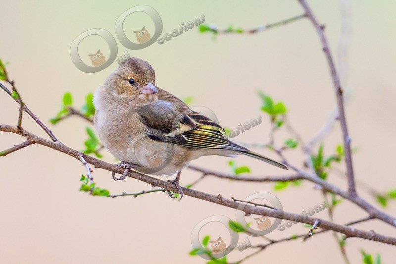 chaffinch Fringilla coelebs 3263 - UK birds