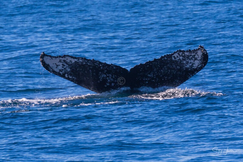 Humpback Fluke 2021 3 - Humpback Whales
