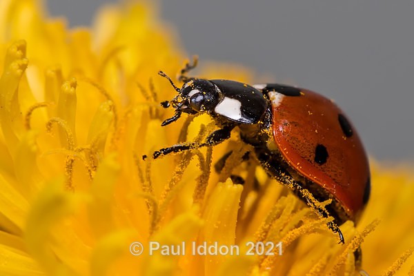 lady04 - Macro