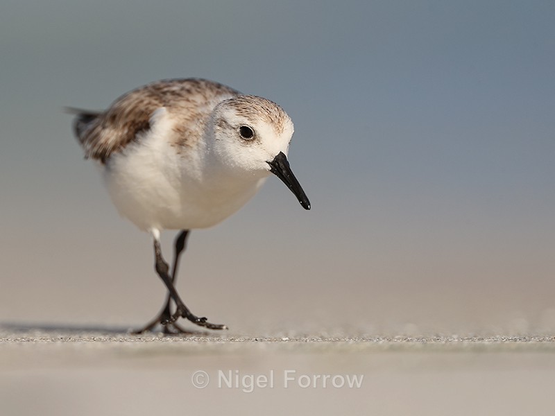 Sanderling approaches at close distance, Fort De Soto, Florida - Sanderling