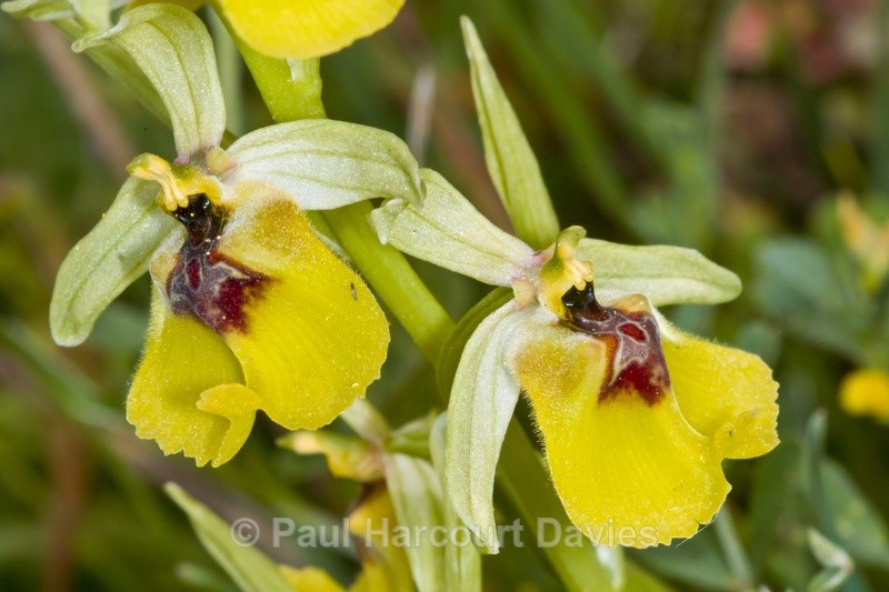 Ophrys lacaitae (Lacaita's Ophrys) - Orchids - Ophrys