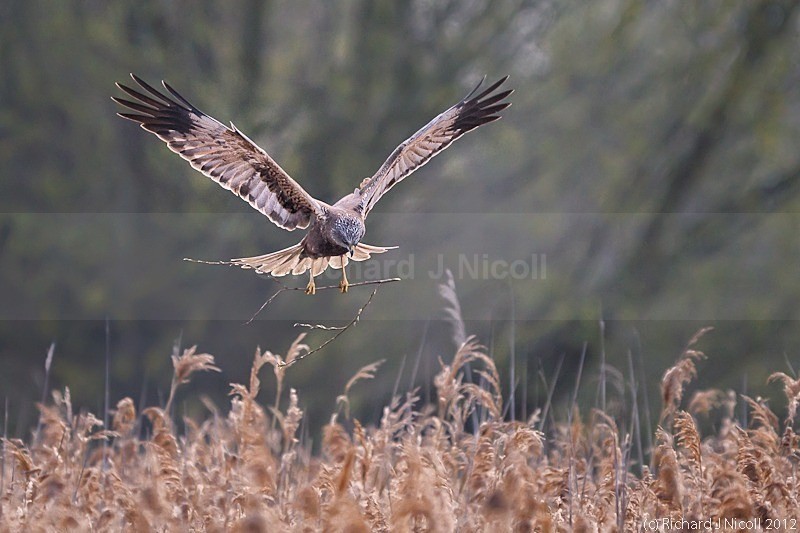 Marsh Harrier (Circus aeruginosus) male with nesting material - Marsh Harrier (Circus aeruginosus)