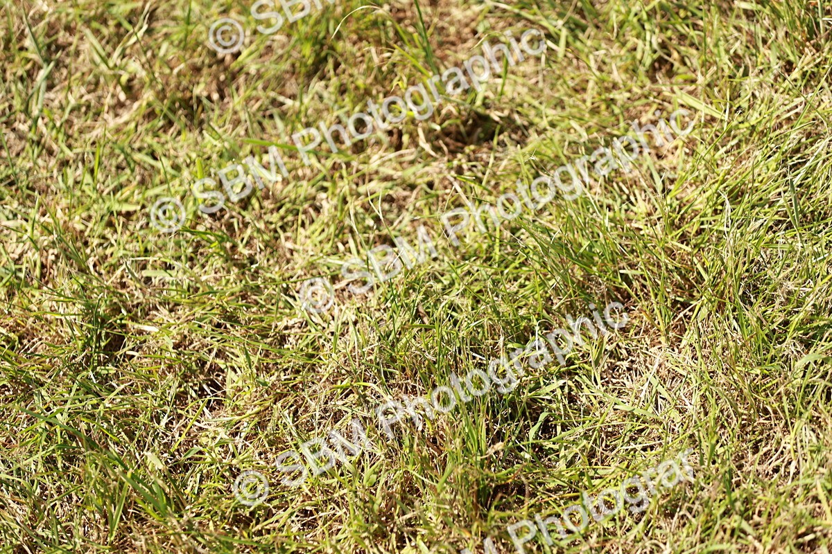 SBM_05602 - Class 41-45 - Riding Pony-Hunter Pony Breeding