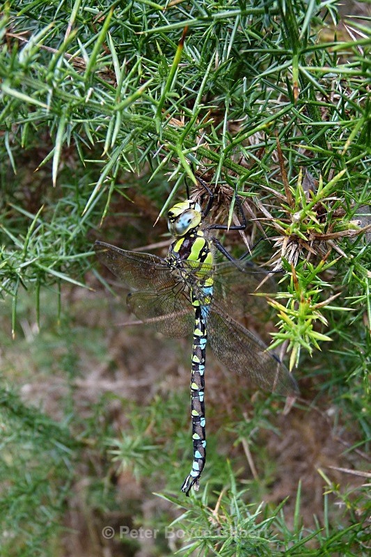 Dragonfly, Wareham Forest - Flora & Fauna