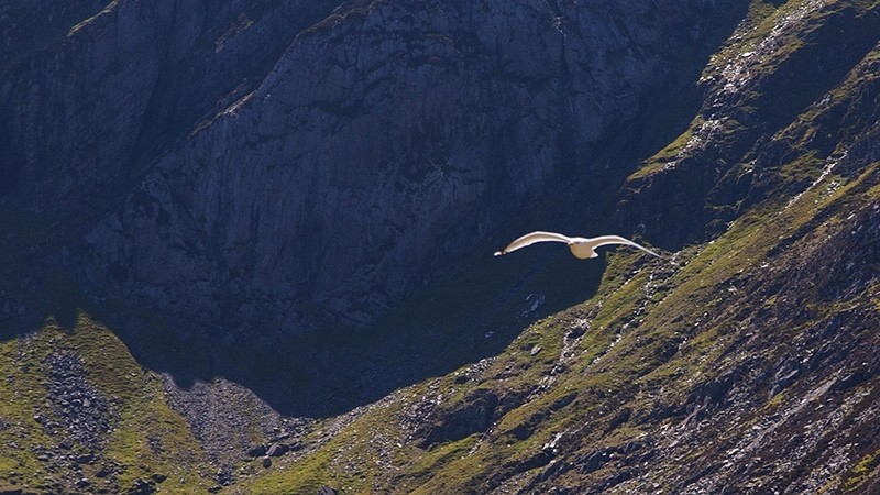 Seagull_0572 - Air Element