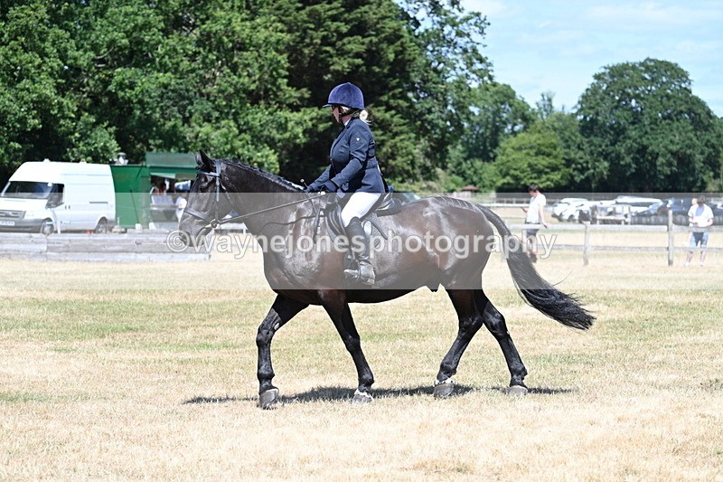 WJ7_2930 - Class 7 Riding Club Show Horse