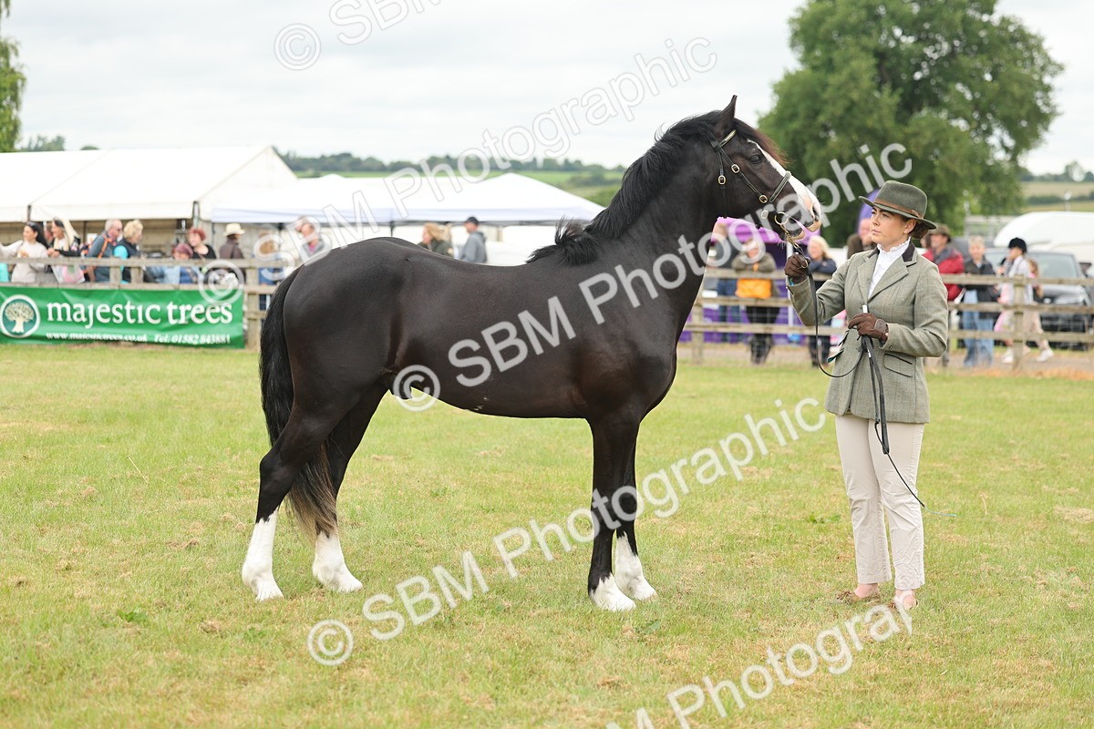 SBM_04822 - Class 50-57 - M&M Welsh Pony In Hand