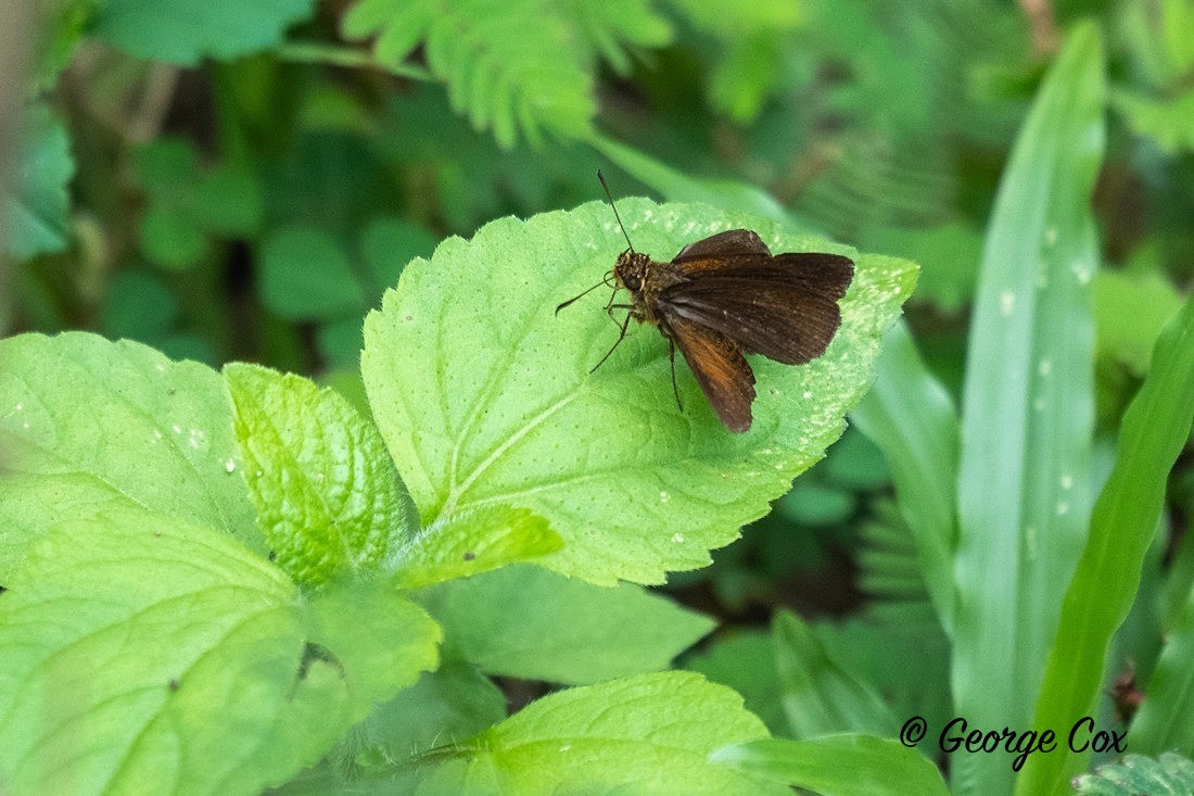 Chestnut Bob - Sri Lanka
