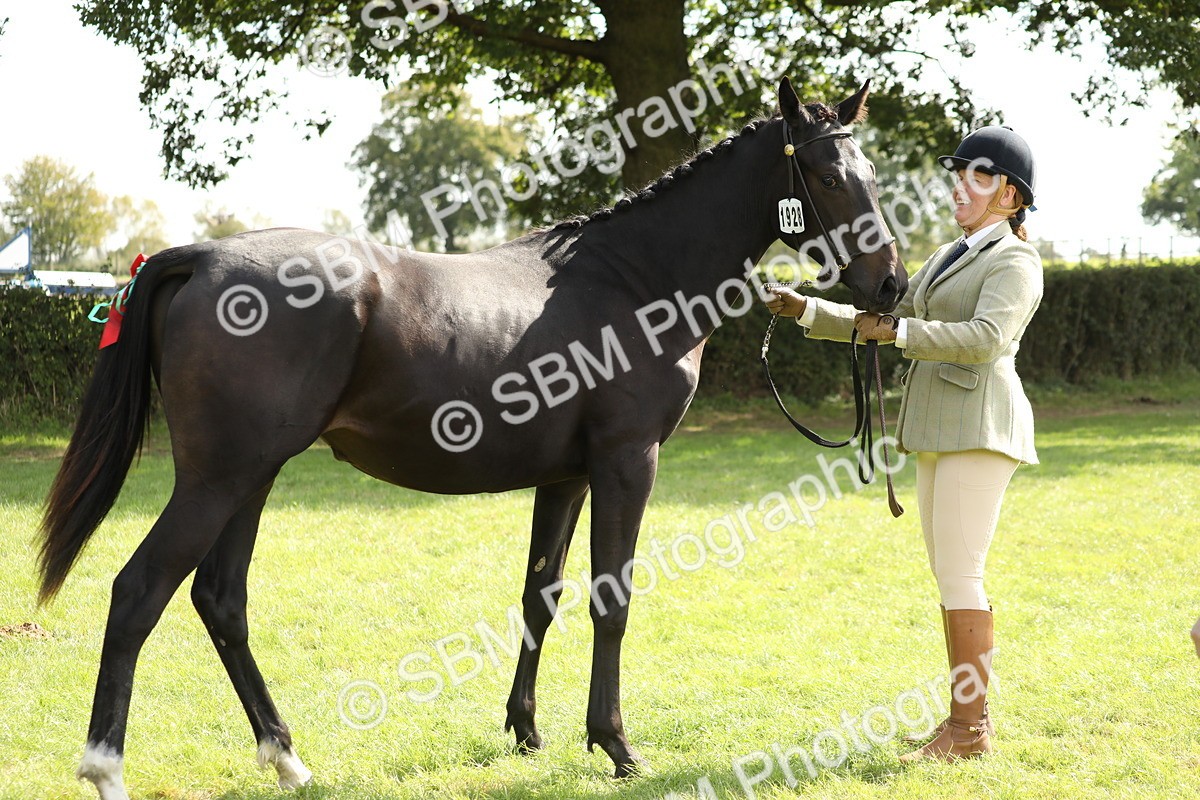 SBM_65603 - S48 - Show Pony & Show Hunter Pony In Hand
