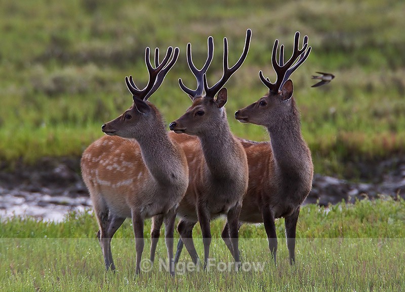 Sika Deer (& Swallow in the background) - Deer