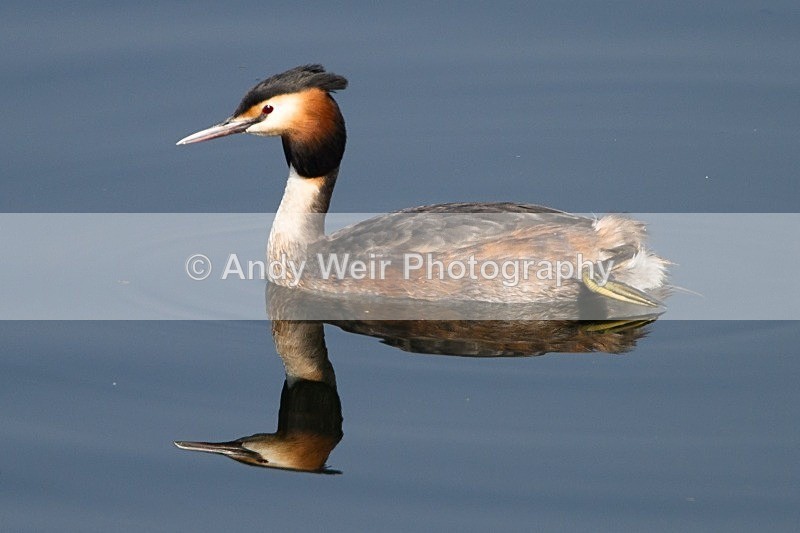 20120324-_MG_9894 - Gt. Crested & Little Grebes