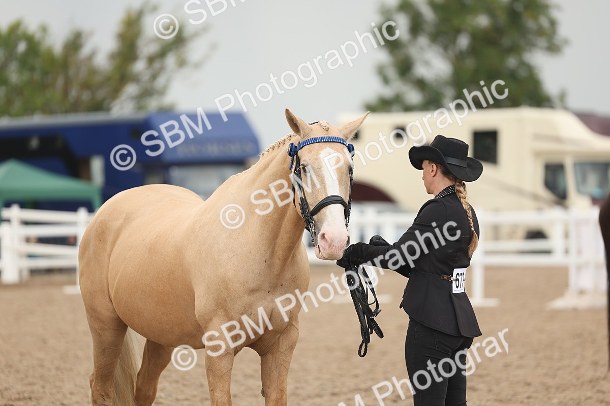 SBM_07641 - Class 26 - IH Foreign Breeds - Part Bred