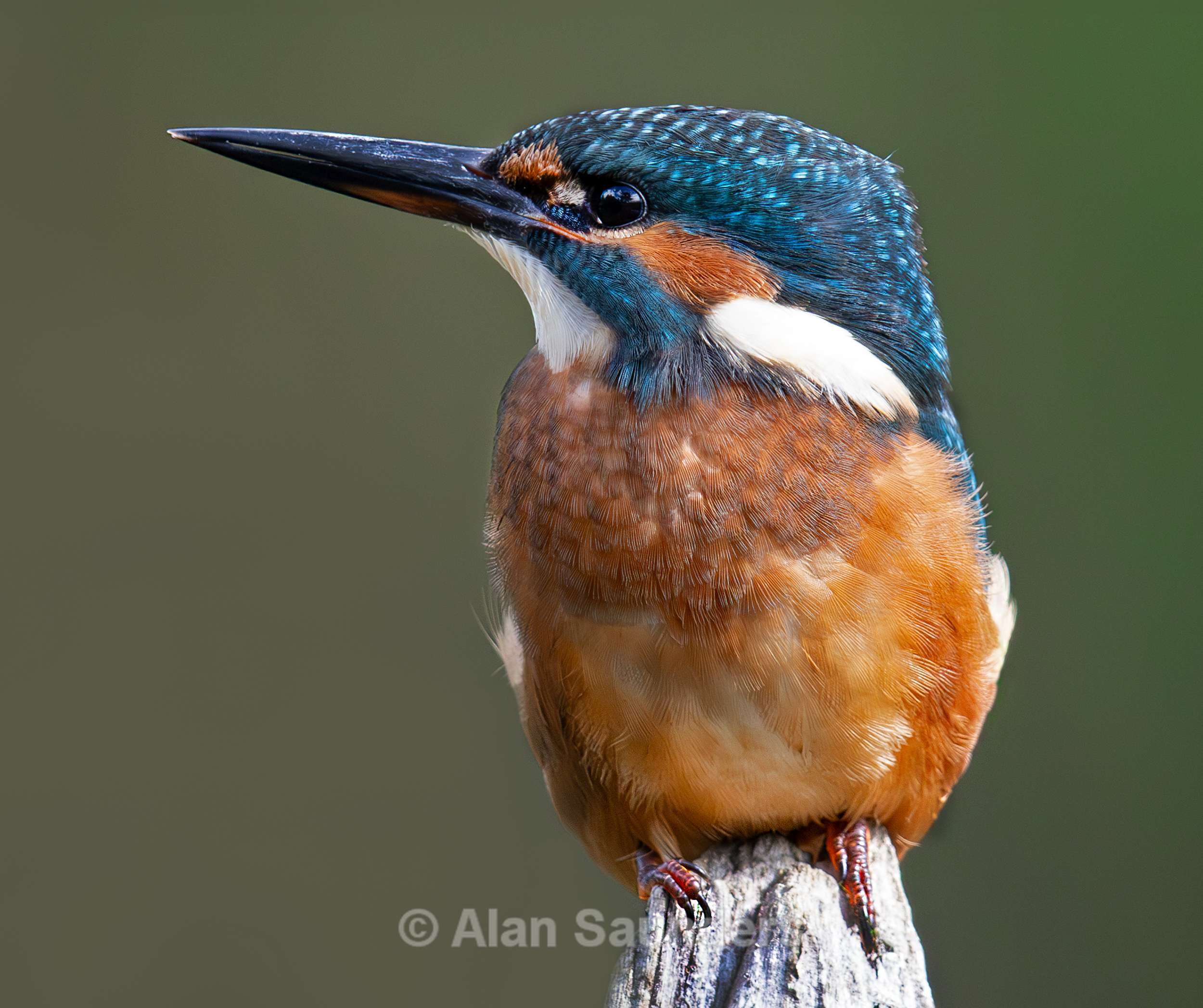 Common Kingfisher 11