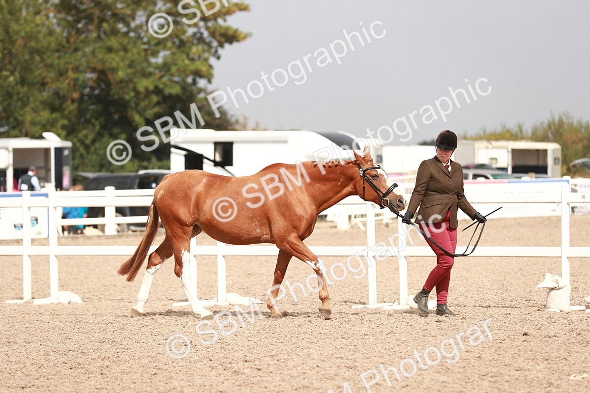 SBM_13146 - Class 208 IH Veteran Horse