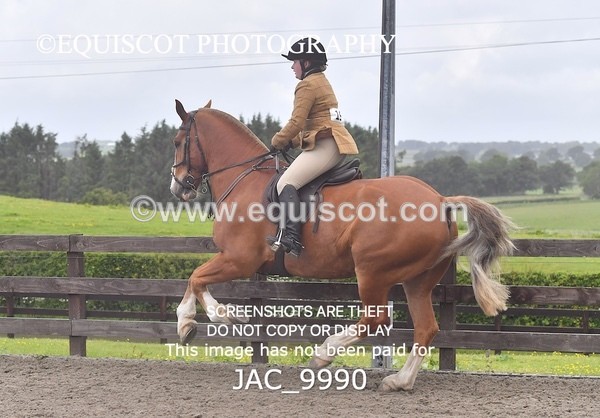 JAC_9990 - CLASS 3 Intermediate Working Hunter (0.70m - 0.85m)