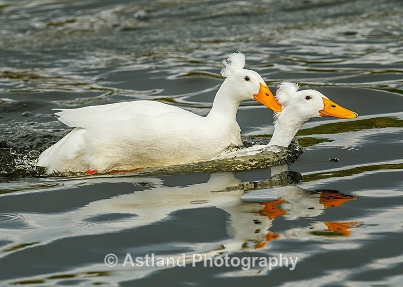 Astland Photography, Bird and Wildlife Images, Susan and Peter Wilson, U.K.
