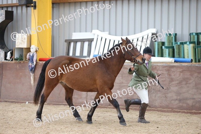 20251109-1075 - Class 29 - Geldings 4 Years and over