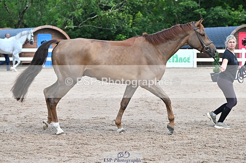 240718A-105253-01284 - Trot Up 12pm to 1pm