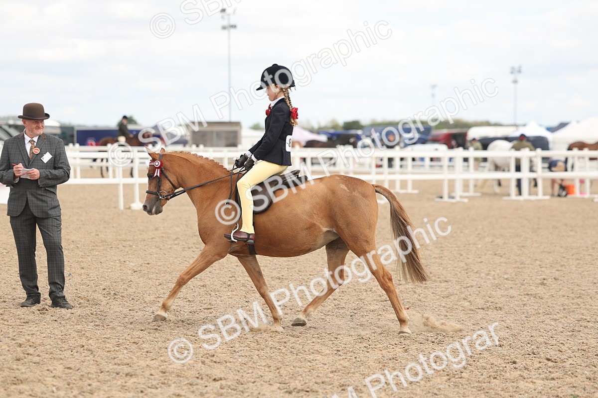 SBM_16012 - Class 311 - Ridden Show pony-Show hunter Pony