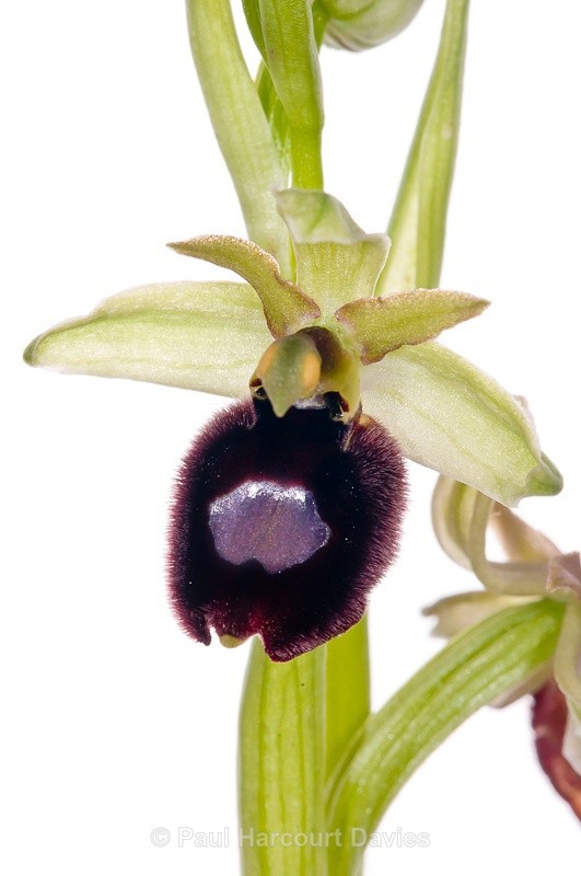  - WB: Orchids - Ophrys
