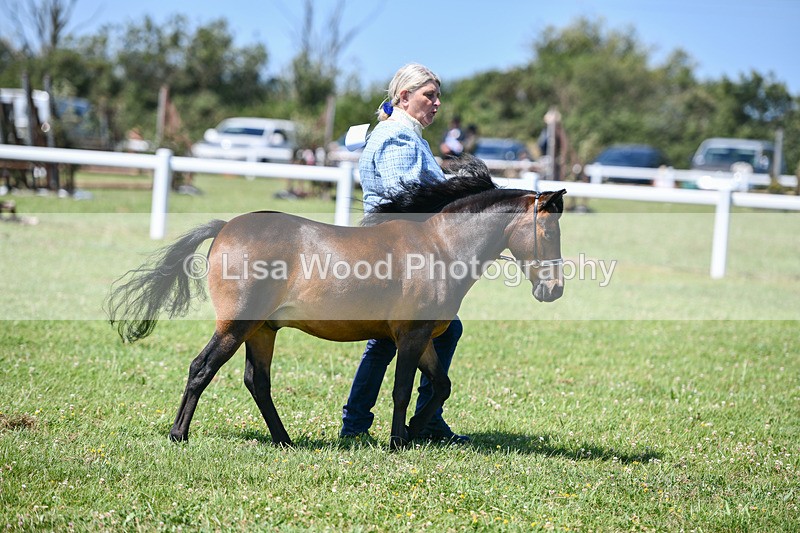 DSC_7115 - Class 61: Miniature Horse 4yrs & over