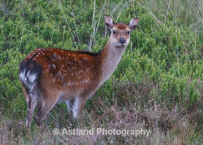 Astland Photography, Bird and Wildlife Images, Susan and Peter Wilson, U.K.