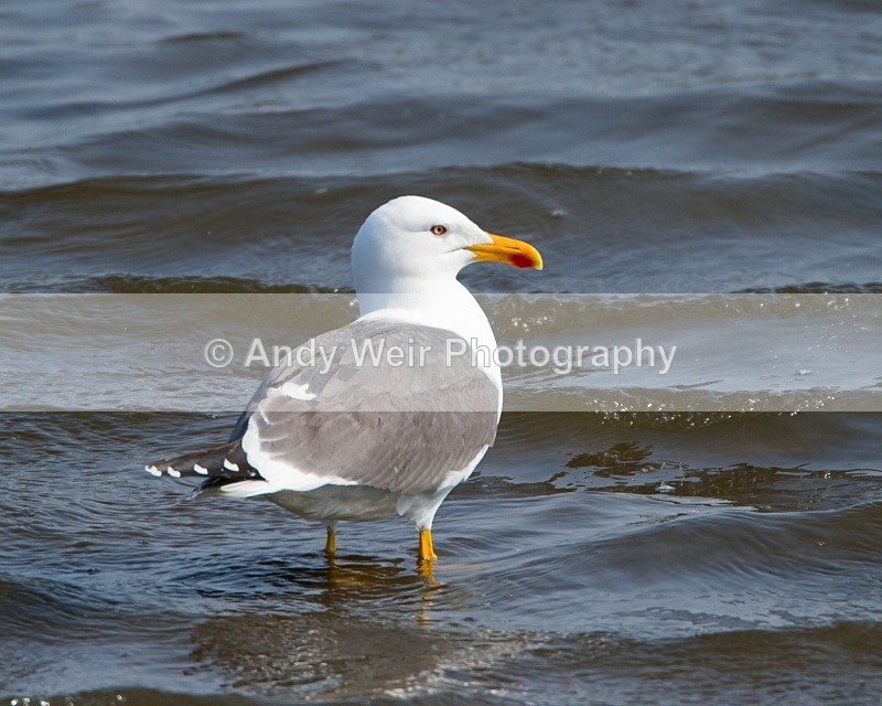 20110430-IMG_5190 - Lesser Black Backed Gull