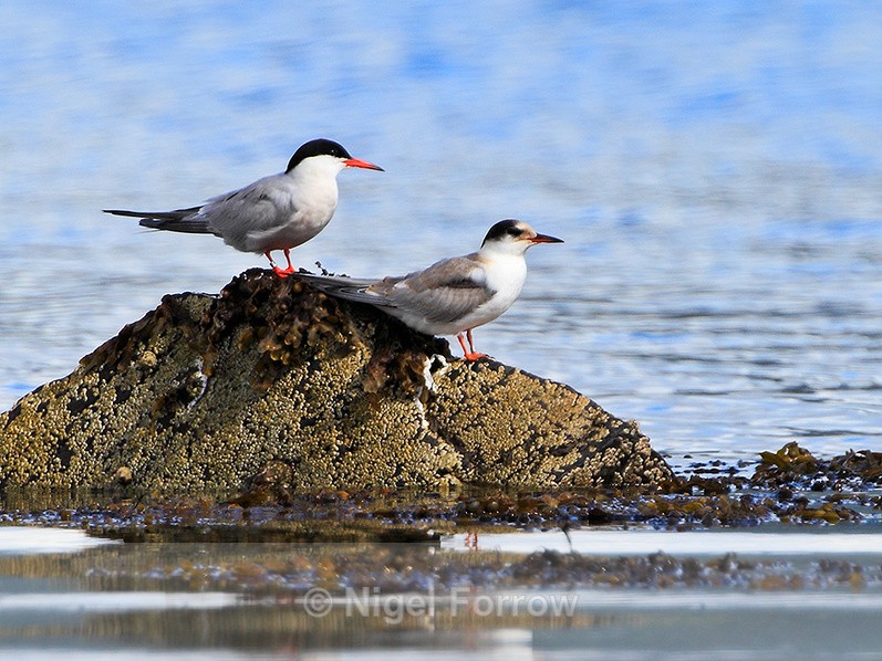 Common Terns (adult breeding & juvenile) perched on a rock - Common Tern