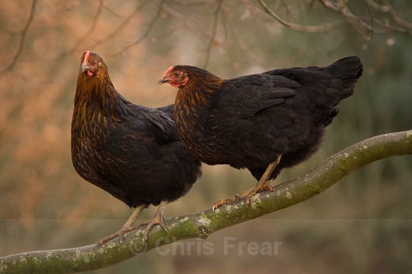 Tree Climbing Chickens - Animals/ Wildlife