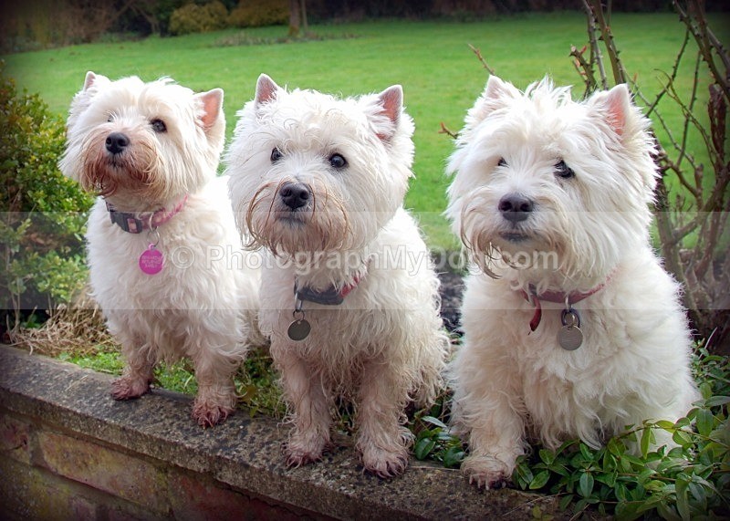  - West Highland Terriers
