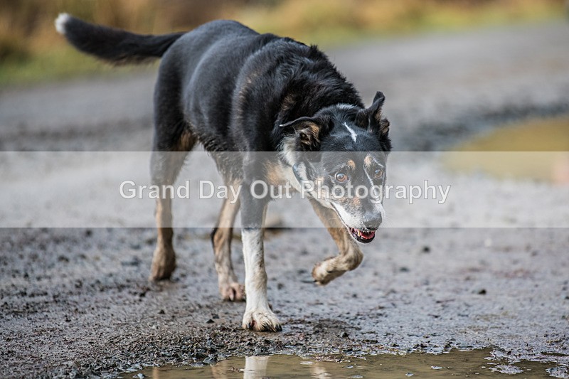 Glentress-380 - High Terrain Events Glentress Marathon 21 & 10K Trail Races Sunday 18th February 2024