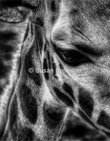 Giraffe - Animals